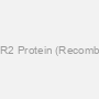 PPP3R2 Protein (Recombinant)